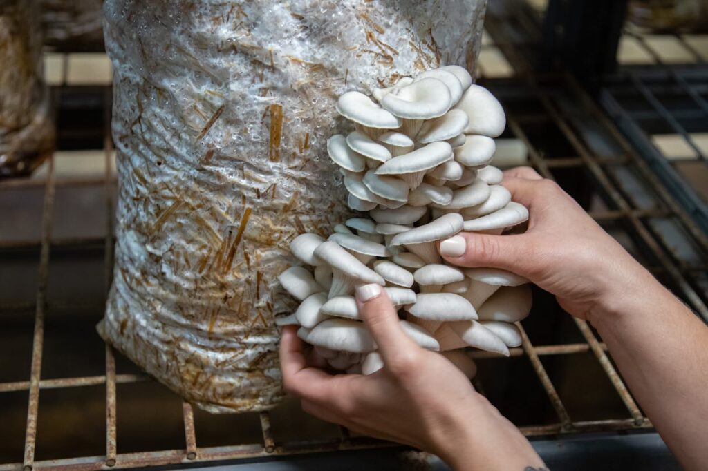 pexels-photo-2478421 Close-up of hands harvesting oyster mushrooms from a substrate in an indoor farm.