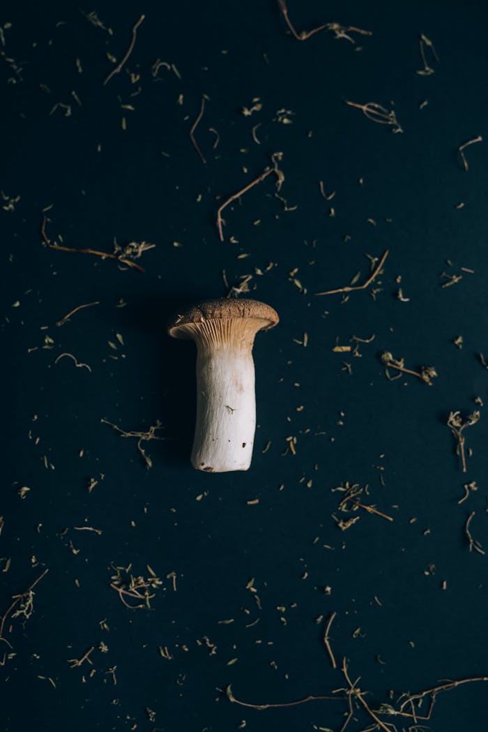A single king oyster mushroom on a dark background surrounded by scattered herbs.